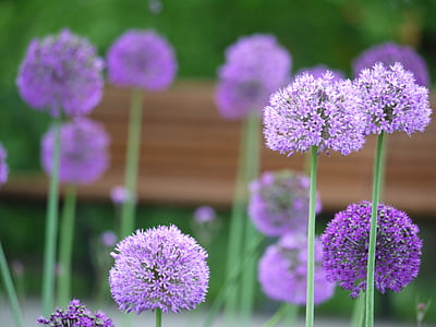 selective photography of flowers thumbnail