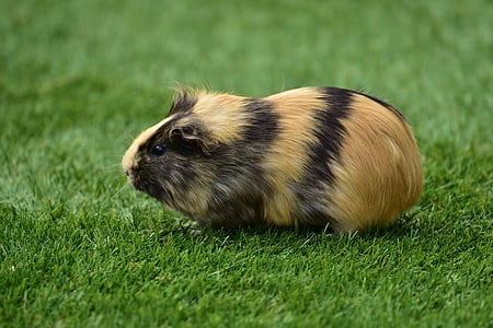 close up photo of brown guinea pig thumbnail