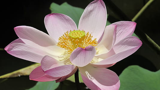 close-up photo of pink lotus flower thumbnail