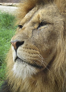 close up photography of lions face thumbnail