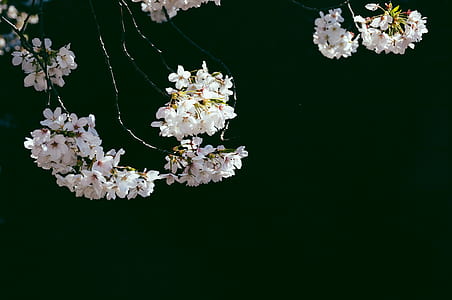 white cherry blossom flowers thumbnail