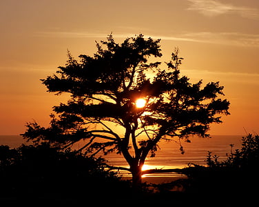 silhouette of tree during sunset thumbnail