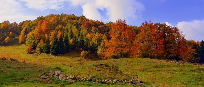 brown and green trees on field during daytime thumbnail