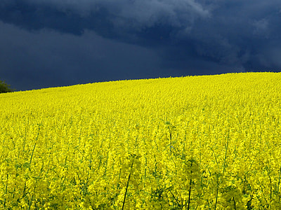 Field Of Rapeseeds, Thunderstorm thumbnail
