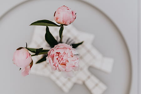 Peony flowers in vase thumbnail