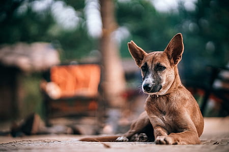 brown puppy resting selective photography thumbnail