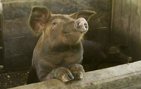 black and brown pig thumbnail