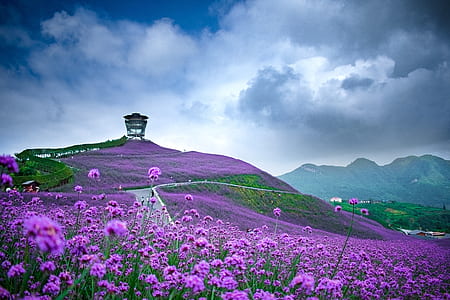 purple flower field under gray and white cloudy sky at daytime thumbnail