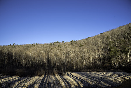 Trees and forest with sky at Echo Bluff State Park, Missouri thumbnail