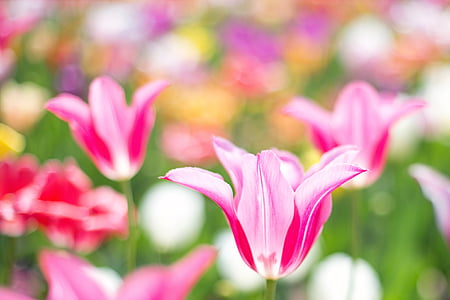 closeup photo of tulips flowers thumbnail