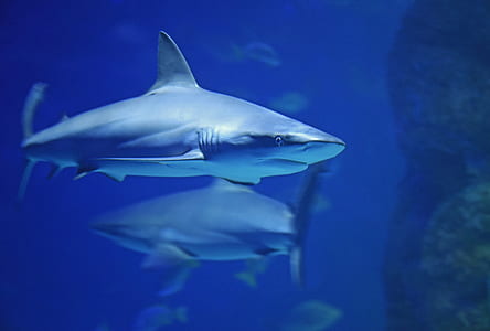 gray shark underwater thumbnail