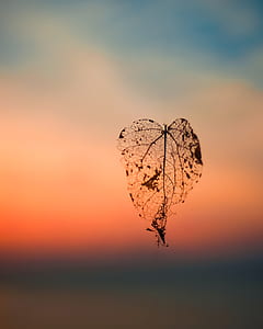 selective focus photography of dried leaf thumbnail