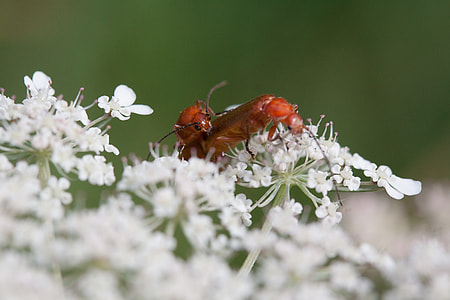 Meadows-Yarrow, Achillea Millefolium thumbnail
