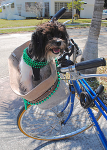 long-coated black and white dog sitting in city bike under the tree during daytime thumbnail
