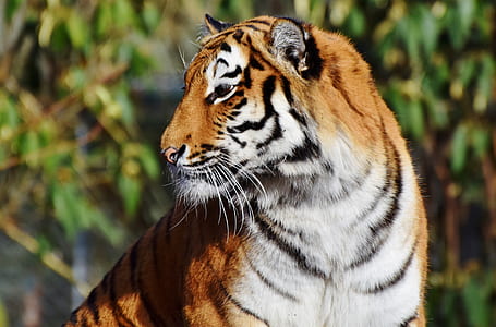 close-up photo of brown and white tiger thumbnail