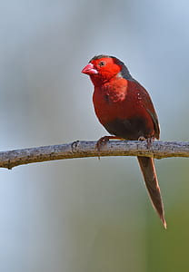 red bird on tree branch thumbnail