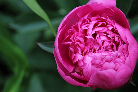 selective focus photography of blooming pink peony flower thumbnail