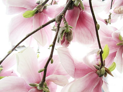 macro photography of pink flowers thumbnail