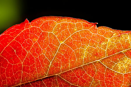 close up photography of red leaf thumbnail