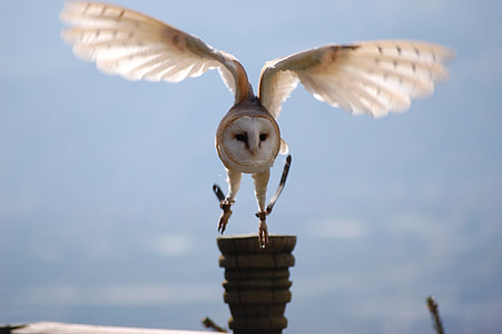 white barn owl flying over brown house during daytime thumbnail