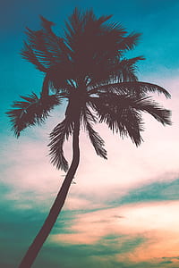 dawn, nature, sky, silhouette thumbnail
