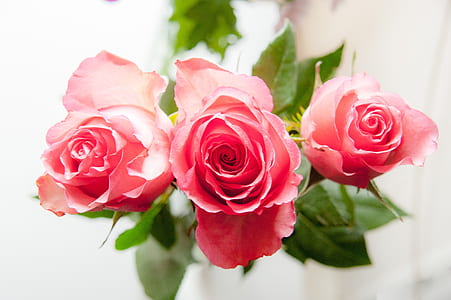 three pink rose flowers thumbnail