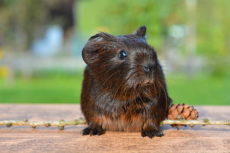 photo of brown animal on gray wooden board thumbnail