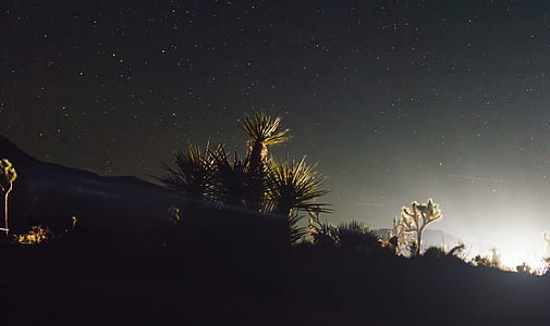 silhouette photo of plants during nighttime thumbnail