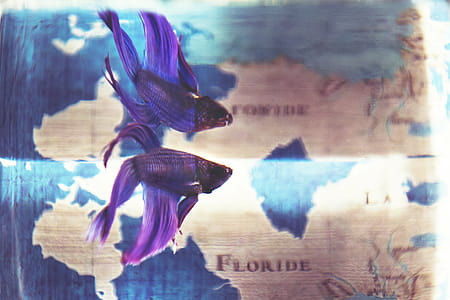 water, blue, purple, pet thumbnail