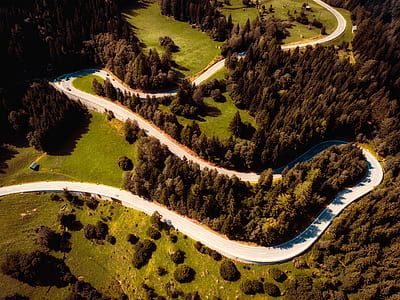 aerial photography of road surrounded with pine trees at daytime thumbnail