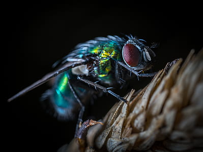 close up photo of bottlefly thumbnail