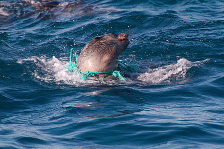 sea lion in body of water thumbnail