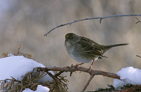closeup photography of brown sparrow thumbnail