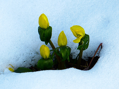 selective focus photography of yellow aconite flowers thumbnail