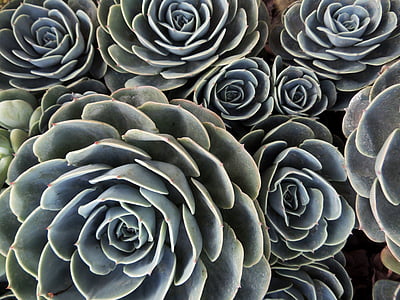 macro photo of green Echeveria succulent plants thumbnail