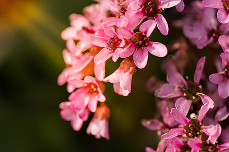 selective focus photo of pink cluster flowers thumbnail