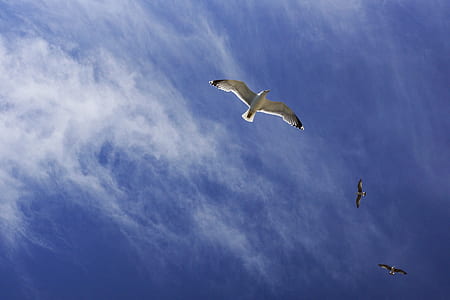 flock of birds flying on sky thumbnail