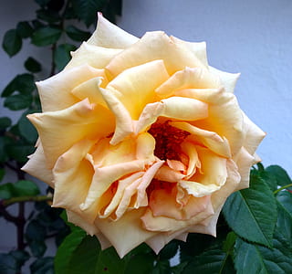 yellow flower thumbnail