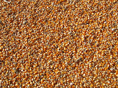 yellow corns thumbnail