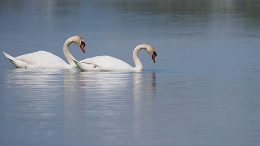 two white swans in body of water thumbnail