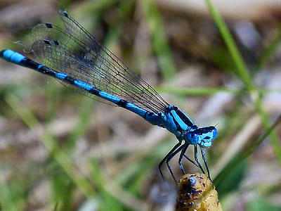 selective focus photography of blue damselfly on grass thumbnail