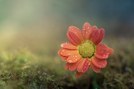close up photography of pink petaled flower thumbnail