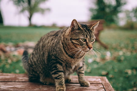 brown Mackerel tabby cat on brown surface in selective focus photography thumbnail