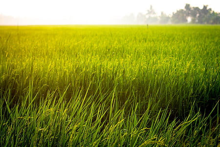 green grass field at daytime thumbnail