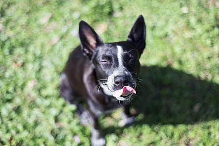 focus photography of white and black dog sitting on green grass field during daytime thumbnail