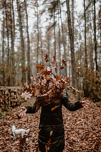 Autumn walk to the forest in foggy weather thumbnail