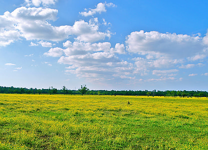 green grass field thumbnail