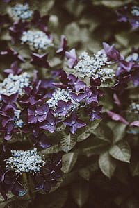 white and purple petaled flower thumbnail