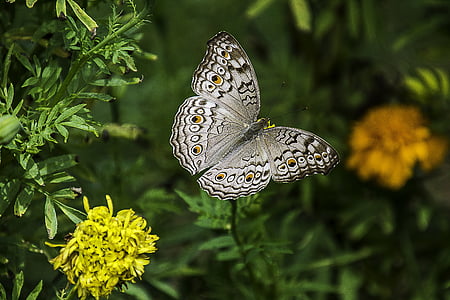 shallow focus photography of white and gray butterfly thumbnail