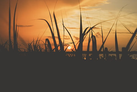 silhouette of grass thumbnail